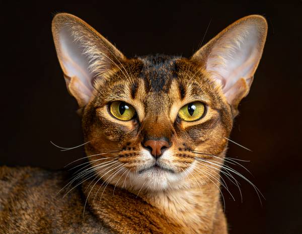 Un chat Abyssin au pelage ticked et aux grands yeux verts.