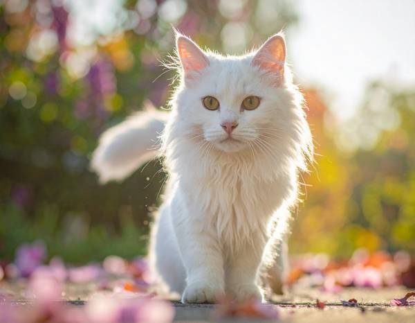 Un chat Angora Turc blanc aux yeux bleus, avec un pelage long et soyeux.