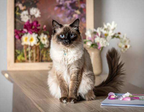 Gros plan sur la tête cunéiforme d'un Balinais, mettant en évidence ses yeux bleus et ses grandes oreilles.