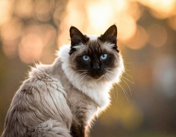 Un chat Balinais élégant avec des points de couleur distinctifs et des yeux bleus perçants.