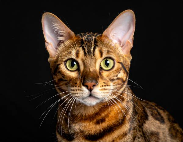 Un chat Bengal avec ses motifs de léopard.
