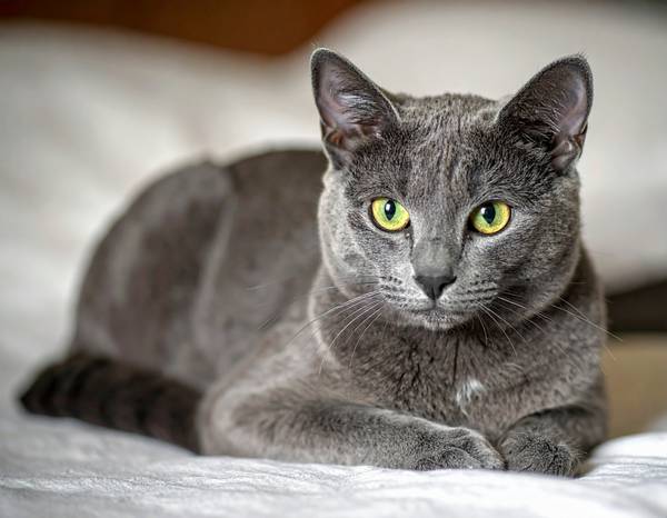 Gros plan sur la tête cunéiforme d'un Bleu Russe, avec ses grandes oreilles et ses yeux verts.