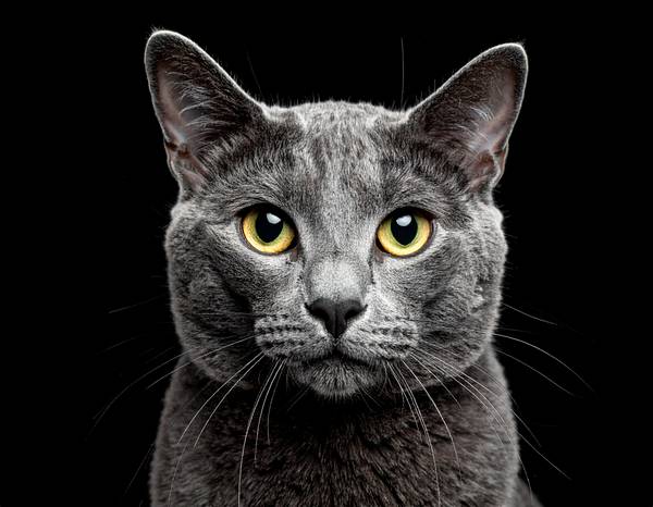 Un chat Bleu Russe au pelage bleu-gris argenté et aux yeux verts.