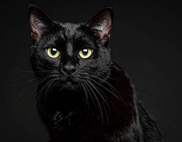 Un chat Bombay au pelage noir de jais et aux yeux cuivrés ou dorés.