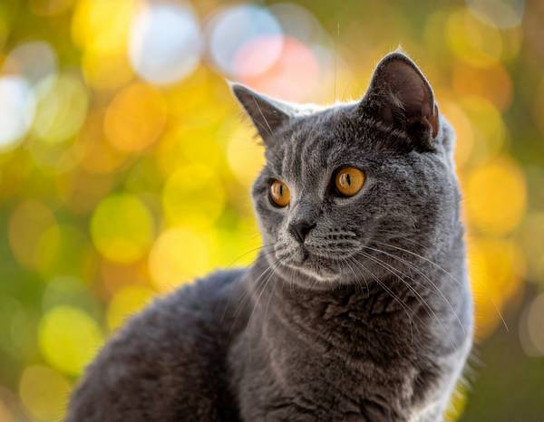 Gros plan sur le pelage dense et les yeux cuivrés d'un British Shorthair.