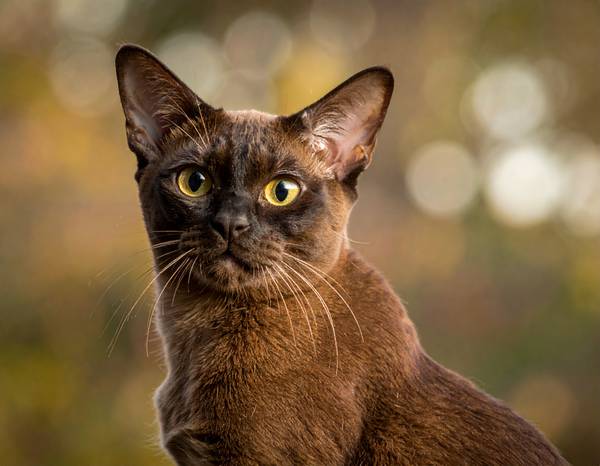 Un chat Burmese