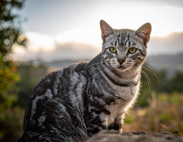 Un chat California Spangled au pelage tacheté doré, rappelant un léopard sauvage.