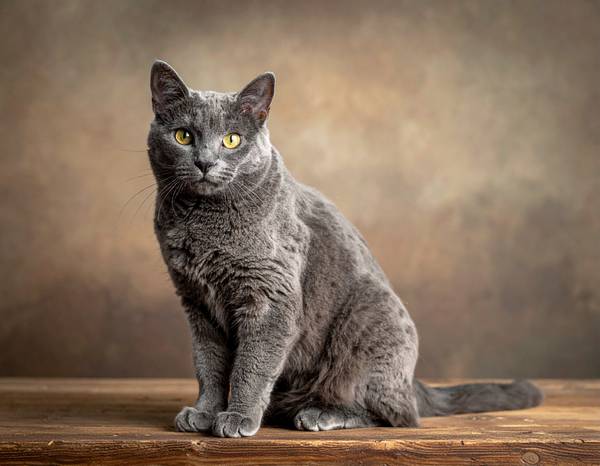 Un chat Chartreux