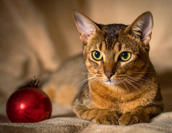Un chat Chausie au pelage court tigré, avec des oreilles pointues et une allure sauvage.