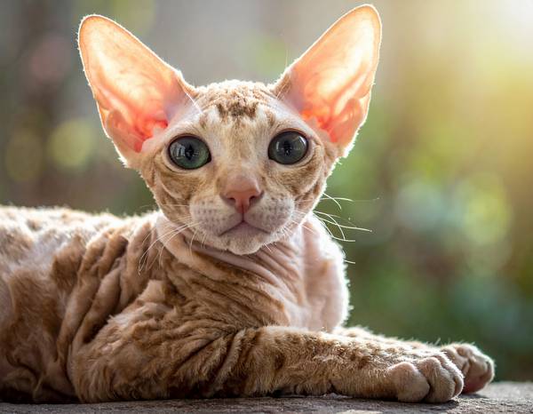 Gros plan sur la tête en forme d'œuf d'un Cornish Rex, mettant en évidence ses grandes oreilles et ses yeux ronds.