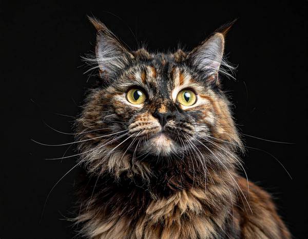Un chat European Shorthair au pelage tigré, avec un regard attentif.