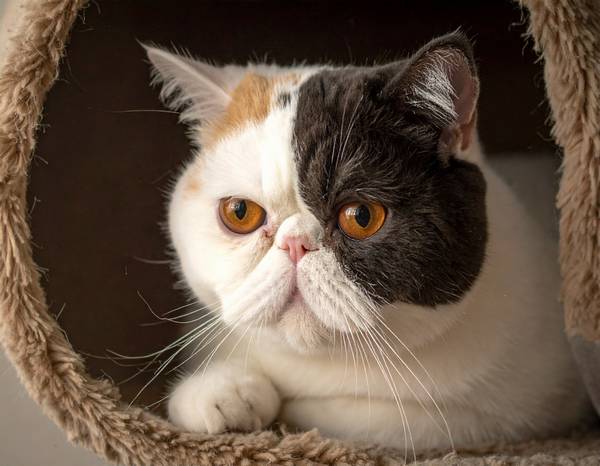 Un chat Exotic Shorthair