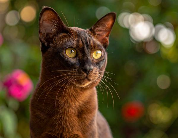 Un chat Havana Brown au pelage brun chocolat, avec des yeux verts vifs.