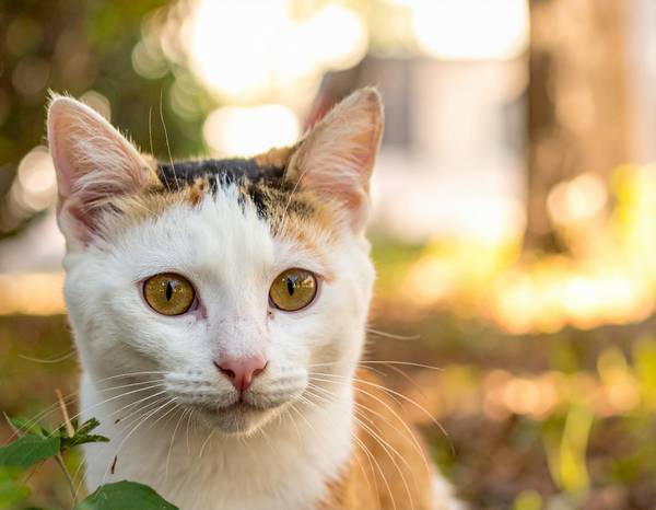Un chat Japanese Bobtail tricolore (Mi-ke) avec une queue courte en pompon.