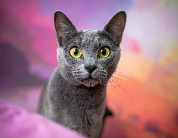 Gros plan sur la tête en forme de cœur d'un Korat, soulignant ses grandes oreilles.