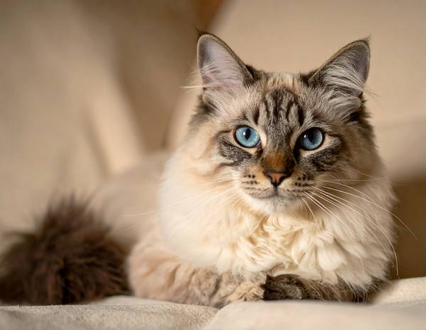 Un chat LaPerm au pelage bouclé et doux, avec des yeux expressifs.