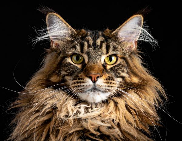 Un majestueux Maine Coon au pelage fourni.