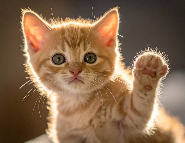 Un chat Munchkin aux pattes courtes et au pelage tigré, avec un air curieux.