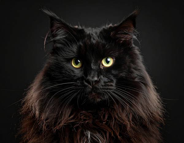 Gros plan sur la tête du Nebelung, montrant ses grands yeux verts et son pelage soyeux.