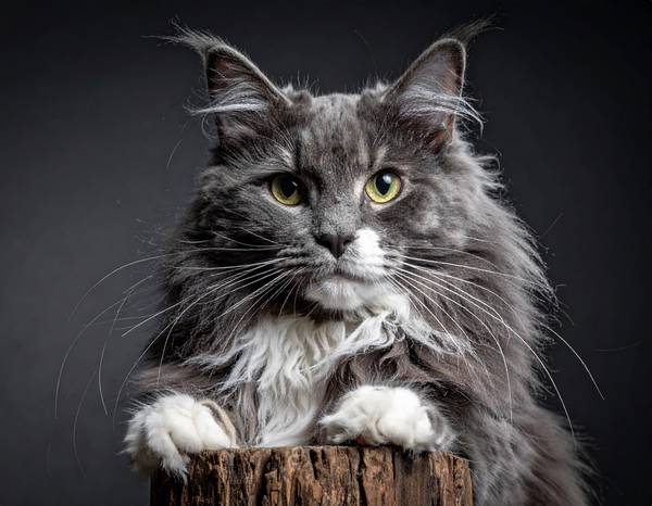Un chat Nebelung au pelage bleu-gris mi-long et aux yeux verts éclatants.