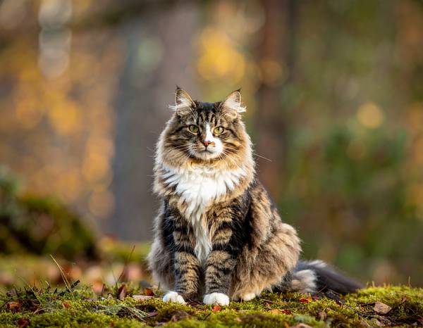 Un chat Norvégien