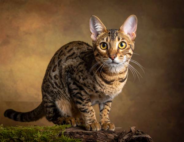 Gros plan sur le pelage tacheté unique d'un Ocicat, mettant en évidence les motifs distinctifs.