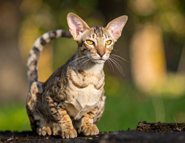 Un chat Oriental