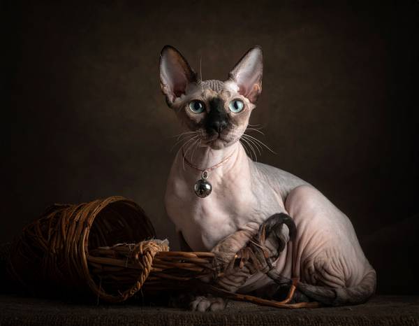 Gros plan sur la tête longue et les grandes oreilles d'un Peterbald.