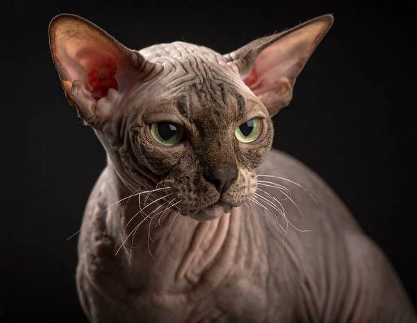 Un chat Peterbald nu ou au pelage très fin, avec une silhouette élégante et des yeux en amande.