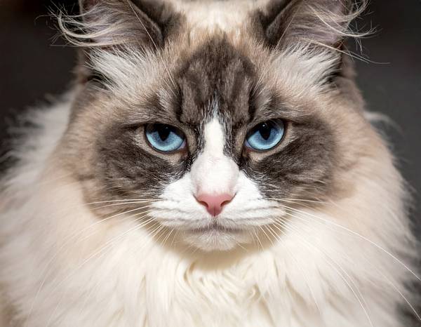 Un grand chat Ragamuffin au pelage mi-long et doux, avec des yeux expressifs.