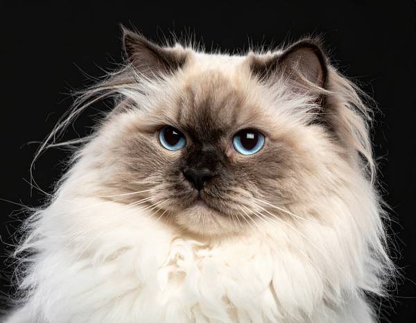 Un chat Ragdoll aux yeux bleus et au pelage clair.
