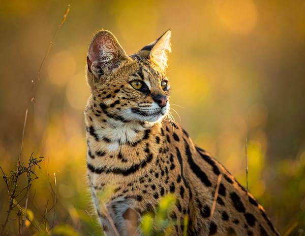 Gros plan sur la tête d'un Savannah, montrant ses grandes oreilles et ses taches.