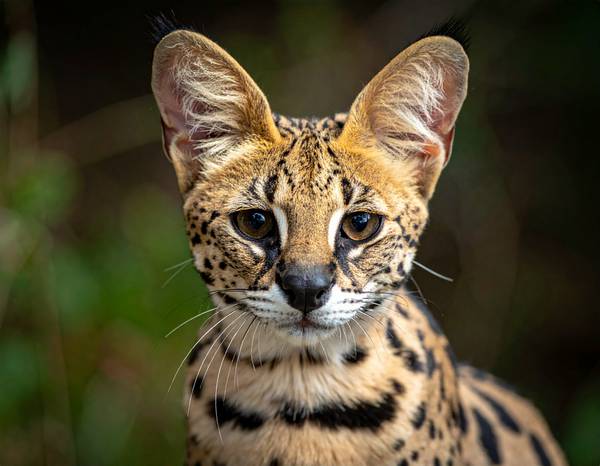 Un chat Savannah à l'allure élégante et tachetée, rappelant un petit léopard.