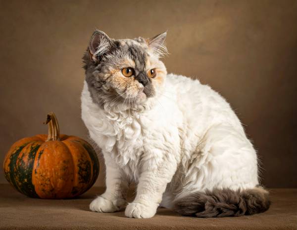 Gros plan sur la tête ronde et les boucles du pelage d'un Selkirk Rex à poil long.