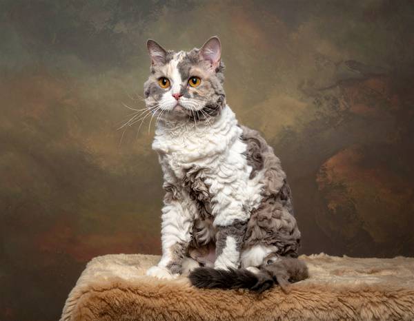 Un chat Selkirk Rex au pelage bouclé et dense, avec un regard doux.