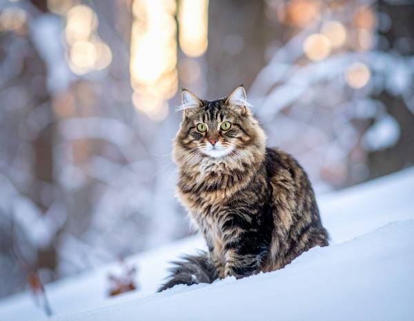 Un chat Sibérien