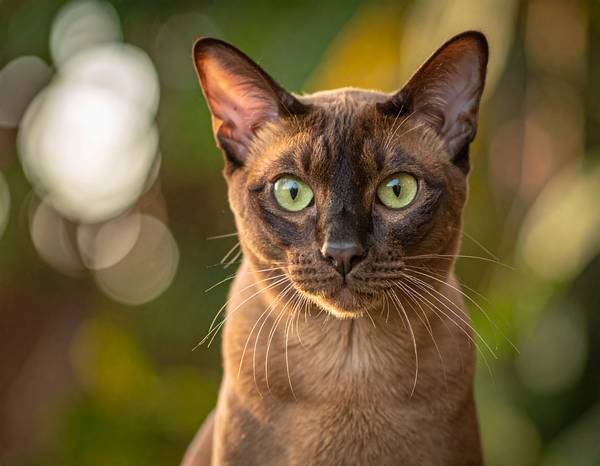 Gros plan sur le visage rond d'un Singapura, mettant en évidence ses grands yeux et son nez court.