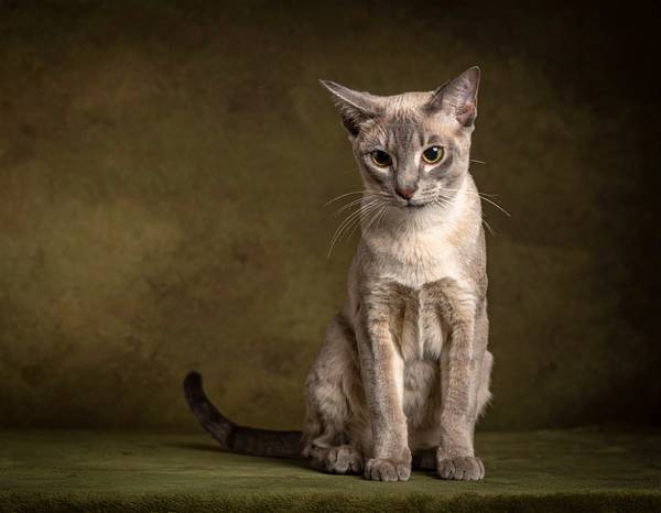 Un chat Singapura aux grands yeux expressifs et au pelage tiqueté sépia.