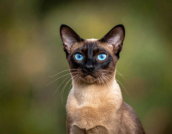 Un chat Tonkinois