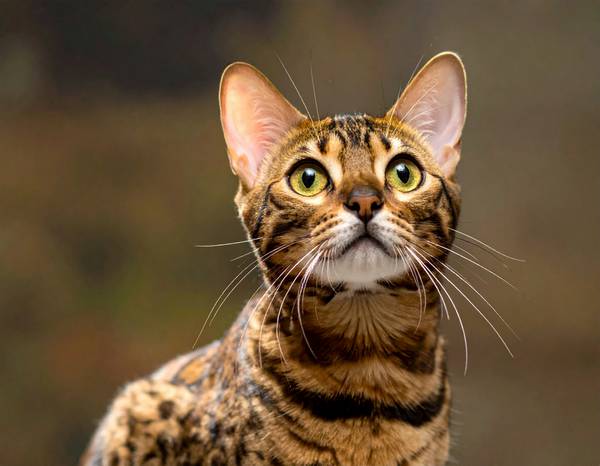 Un chat Toyger au pelage tigré, avec des rayures verticales distinctives.