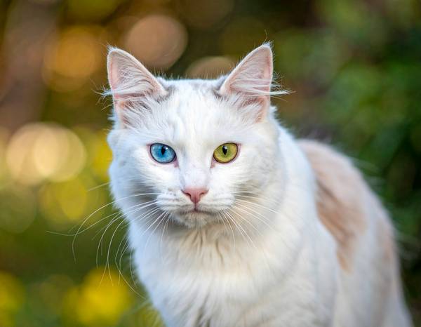 Gros plan sur la tête du Turkish Van, montrant les taches colorées et les yeux ambre.