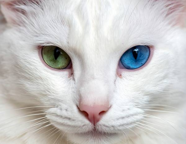 Un chat Turkish Van blanc avec des taches rousses sur la tête et une queue rousse en panache.