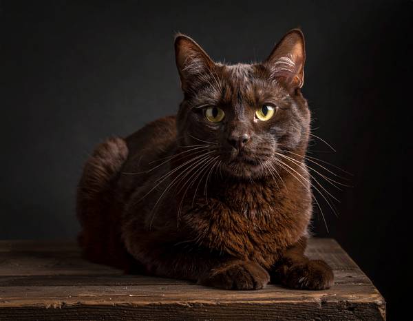 Un chat York Chocolat au pelage brun chocolat mi-long et soyeux, avec des yeux verts.