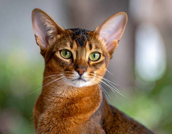 Close-up of an Abyssinian's ticked coat pattern.