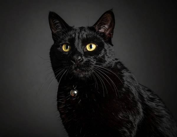 Close-up of a Bombay's round head and golden eyes.