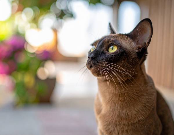 Close-up of a Burmese's round face and large eyes.
