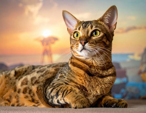 Close-up of the 'M' (scarab) marking on an Egyptian Mau's forehead.