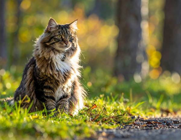 Close-up of a Norwegian Forest Cat's head showing its ruff and tufted ears.