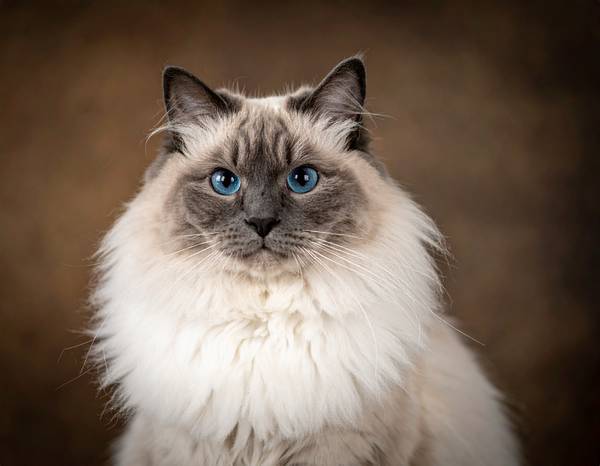 Close-up of a Ragamuffin's round head and large, expressive eyes.