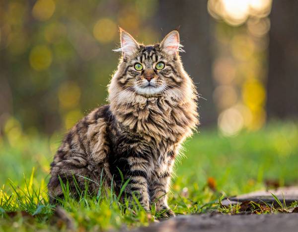 Close-up of a Siberian's head, showing its ruff and expressive eyes.